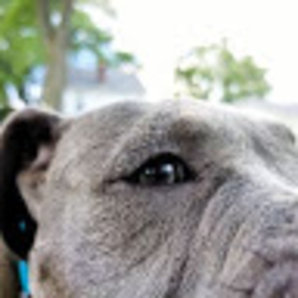 Meet your Posher, Bonsai